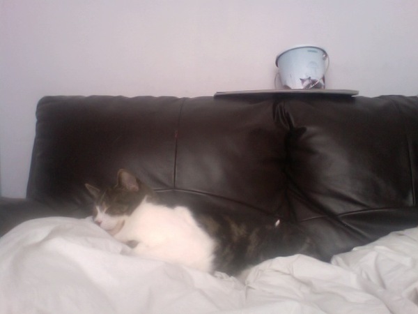 How do they choose cat 'models'?