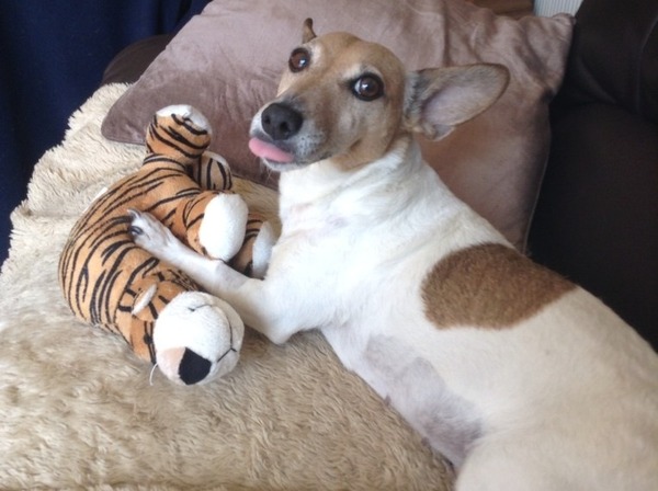 What breed do you have?