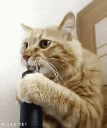 To think that when a cat rolls around and shows its tummy, it wants it tickled?