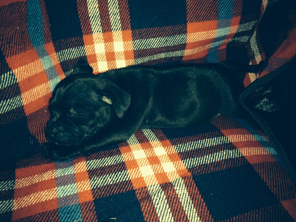 New puppy mummies