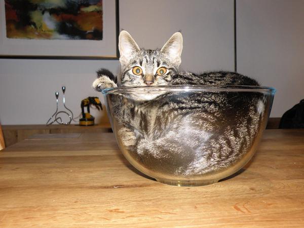 To think that when a cat rolls around and shows its tummy, it wants it tickled?