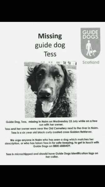 Please help us find missing ~ maybe stolen Guide Dog #TESS [sad]
