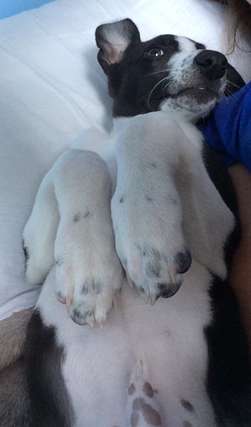 Best dog products - whippet puppy on the way!