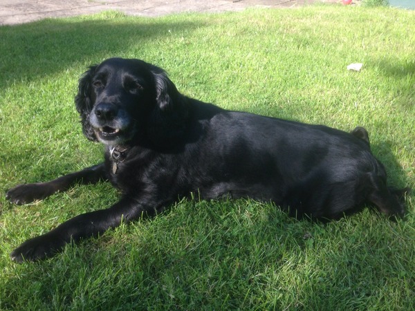 Our beloved Springer died today