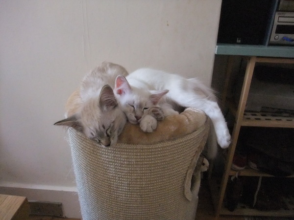 Our kittens are arriving today!
