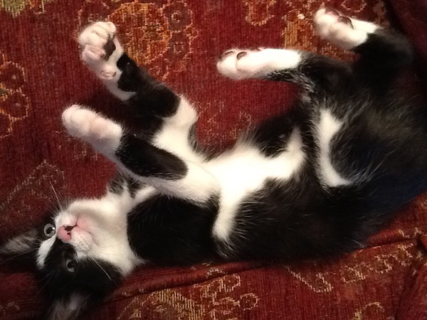 Kitten in that tiresome, attention-demanding PAINFUL period - what can I do??
