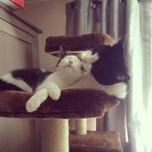 Ahh stop me adopting the entire rescue centre.