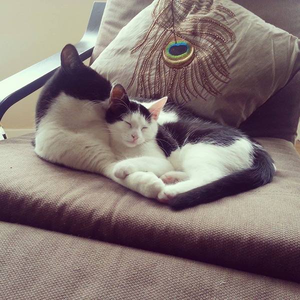 Do cats get lonely?