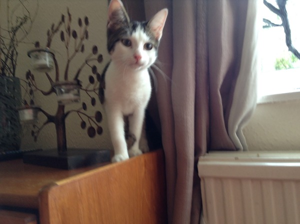 Neighbours kittens