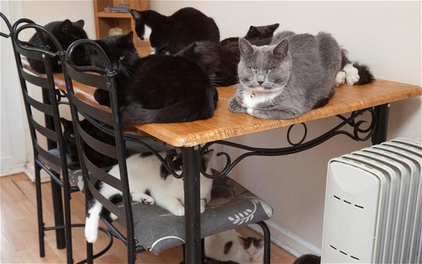 Ahh stop me adopting the entire rescue centre.