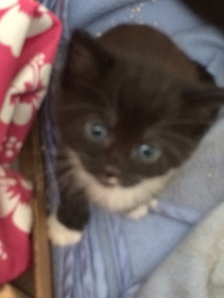 Help us name our new kitten