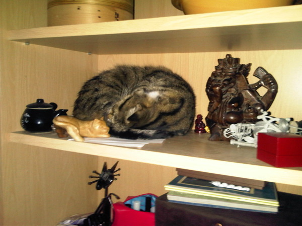 Kitten in that tiresome, attention-demanding PAINFUL period - what can I do??