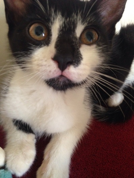 New kitten - not wee'd yet.
