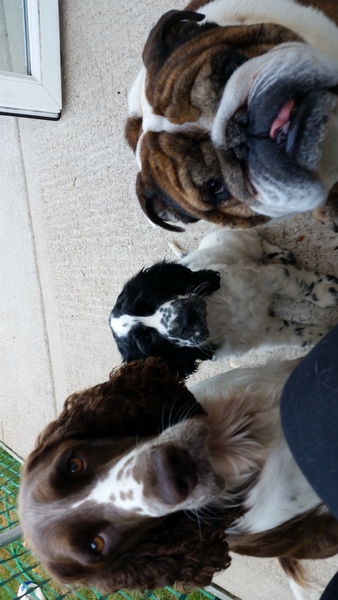 What breed do you have?