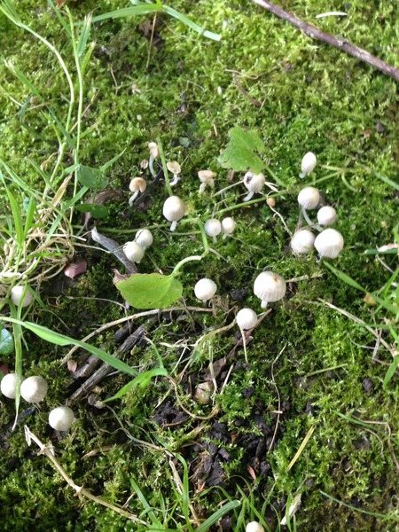 Baby ate unidentified wild mushroom
