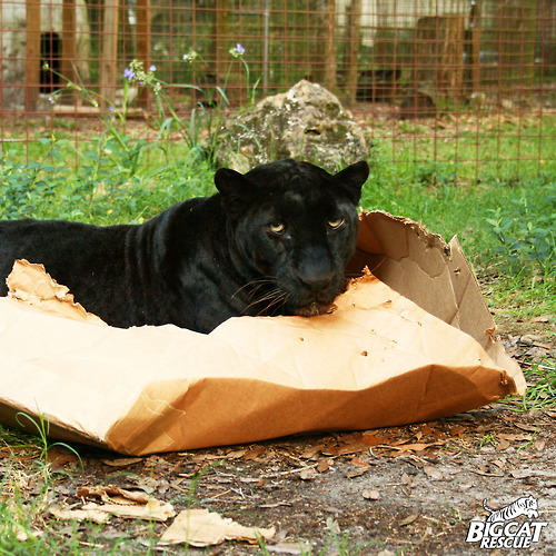 To think that when a cat rolls around and shows its tummy, it wants it tickled?