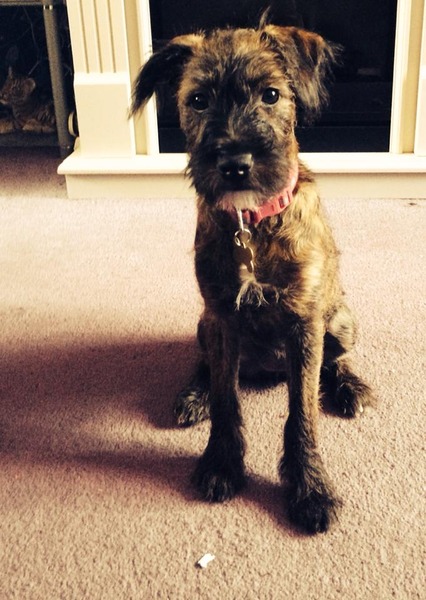 What breed do you have?