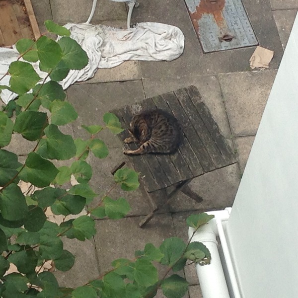 My cat is missing SADFACE