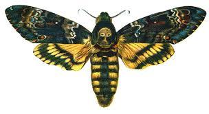 Moths - how to get rid of them?