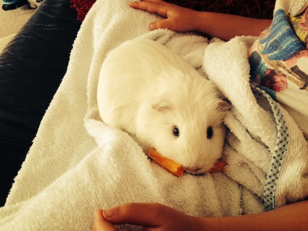 Help re my New Guinea pigs!
