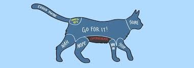 To think that when a cat rolls around and shows its tummy, it wants it tickled?