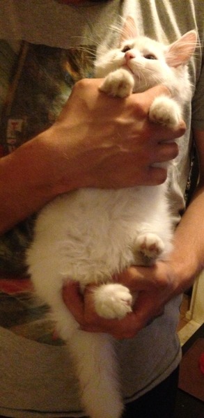 Kitten very fat/bloated?