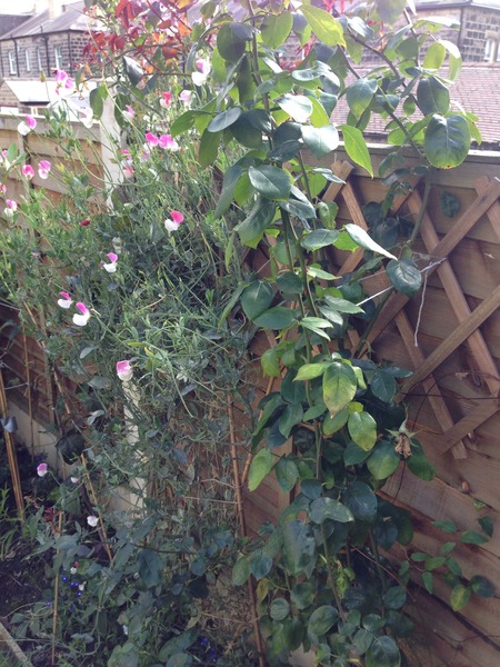 Can anyone categorise my rose?
