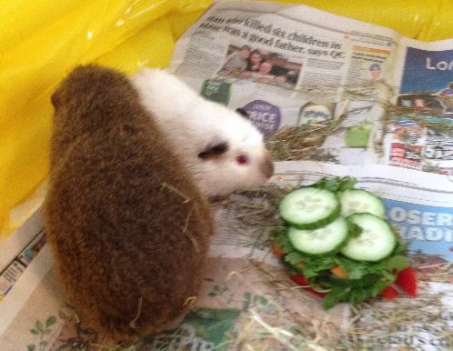 Guinea-Pig Wedding :)
