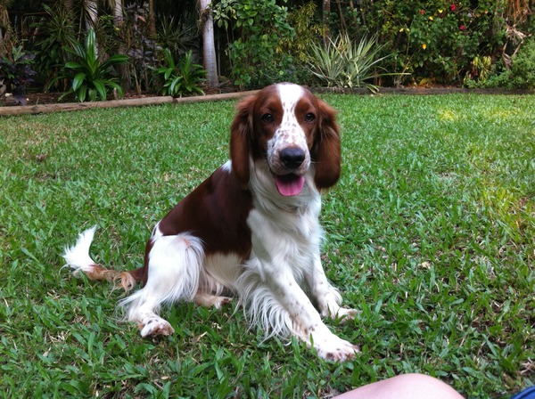 What breed do you have?