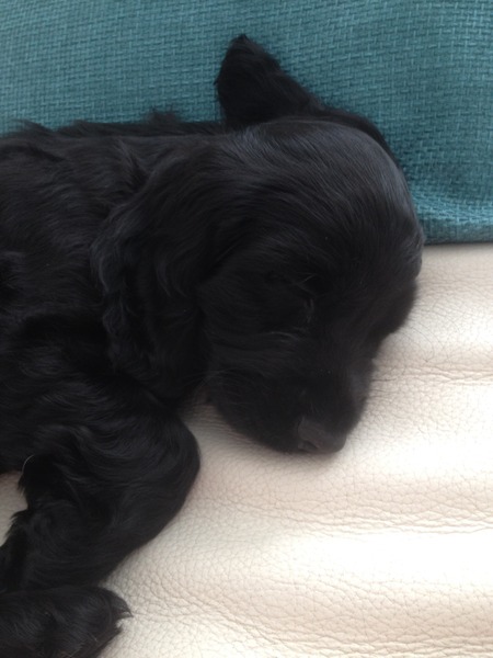 Going Clucking mental? Old birds gather round.....