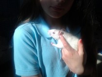 RIP Squeak-the-Rat