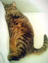 What do we need to know about getting a cat?