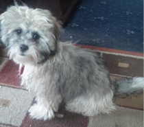 poodle owners- which clippers?