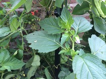 Can anyone tell me what this plant is?