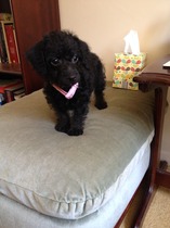 I have a 9 week old puppy. She has cried ALL NIGHT. I am exhausted. AIBU to have her in bed with me?