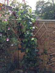 Can anyone categorise my rose?