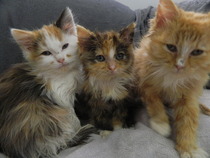 Shall we show off our cats? &#55357&#56832&#55357&#56832&#55357&#56832&#55357&#56832