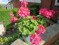 To wonder how a plant can be common?