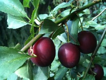 Tree Identification help