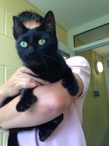 eeek met our new cat today  she has THUMBS!!! I love her!