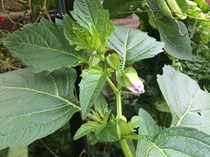 Can anyone tell me what this plant is?