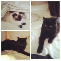 adding a 2nd cat to my ragdoll lady