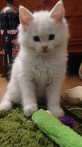 Kitten very fat/bloated?