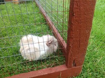 I've poisoned dds guinea pigs.