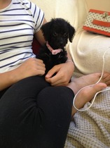 I have a 9 week old puppy. She has cried ALL NIGHT. I am exhausted. AIBU to have her in bed with me?