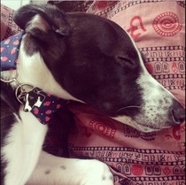 Lovely dog tags in the shape of your dog