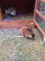 Everyone wants to eat my bunnies :(