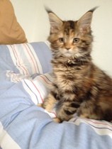 ok ok kitten pics!
