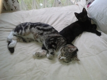 Catty love in