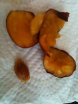 Tree Identification help